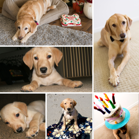 Happy 11th birthday, Magellan!