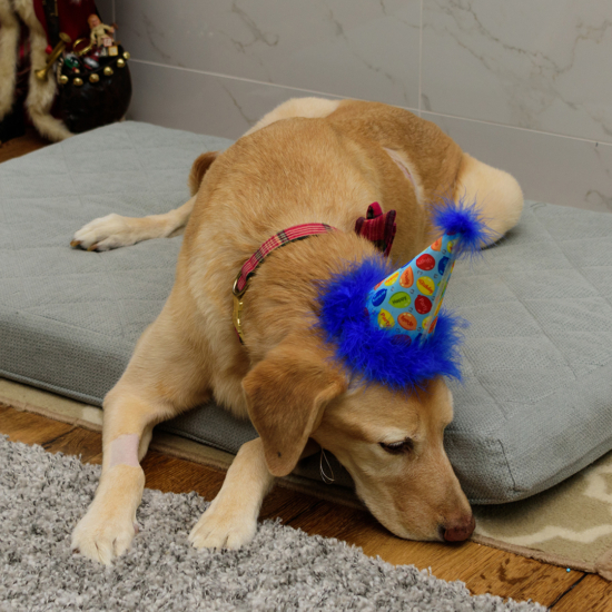 Magellan 12th Birthday