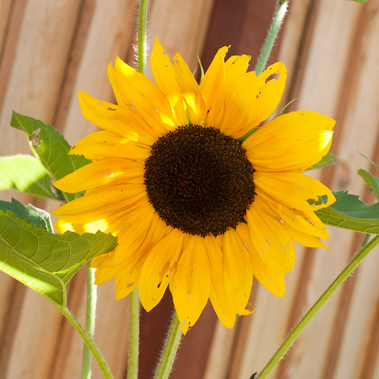 A Trio of Sunflower-Inspired Color Stories