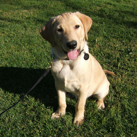 Mellan 16 Weeks