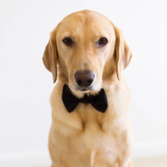 Mellan 2012 Bowtie