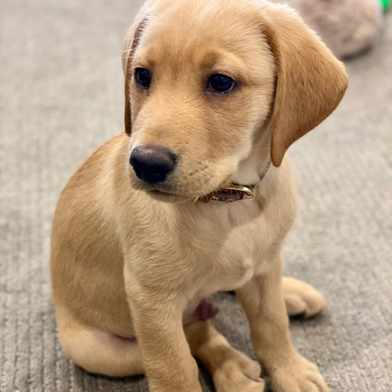 Winston 9 Weeks