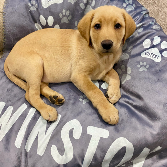 Winston 9 Weeks