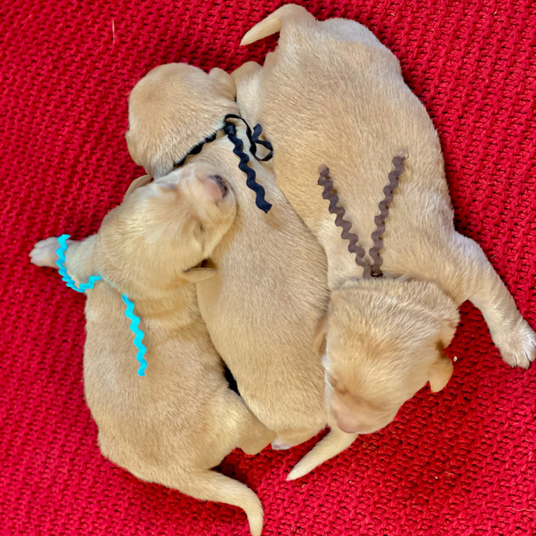 Welcome home, Winston!