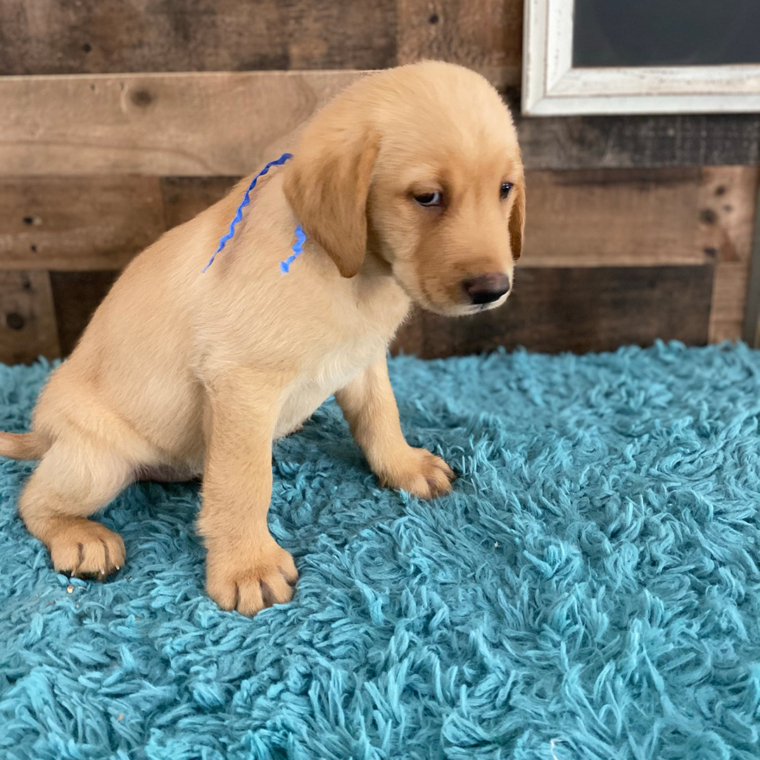 Welcome home, Winston!