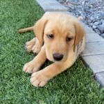 Welcome home, Winston!