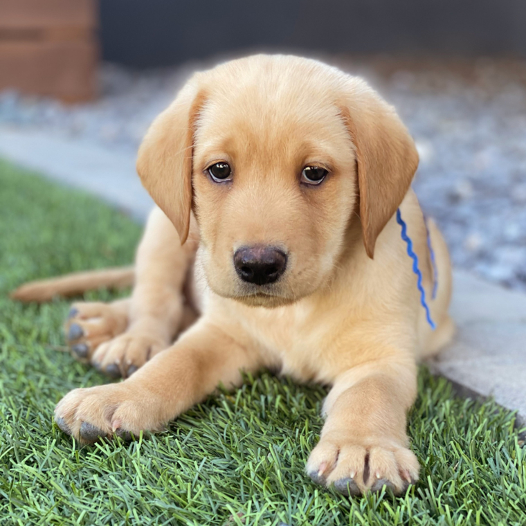 Welcome home, Winston!