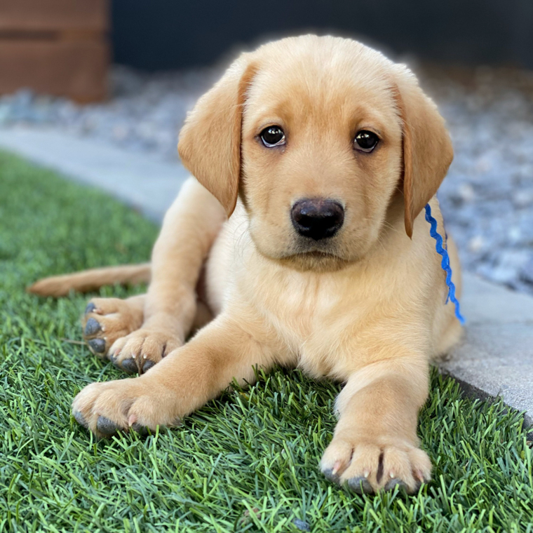 Welcome home, Winston!