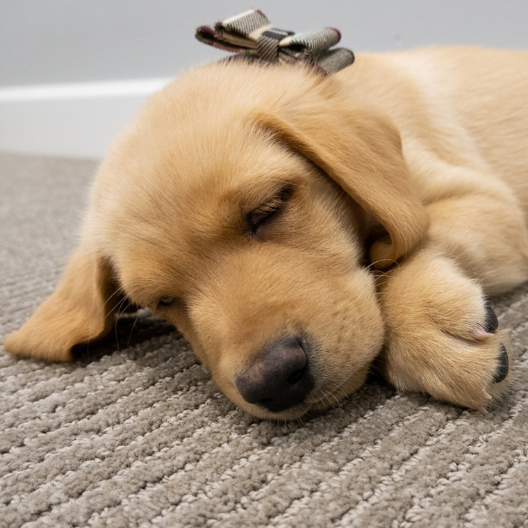 Welcome home, Winston!