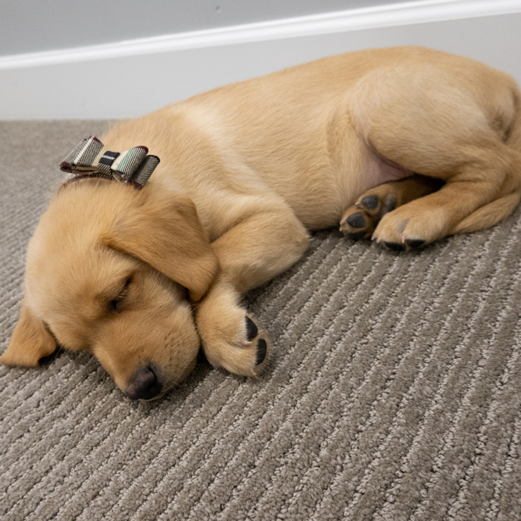 Welcome home, Winston!