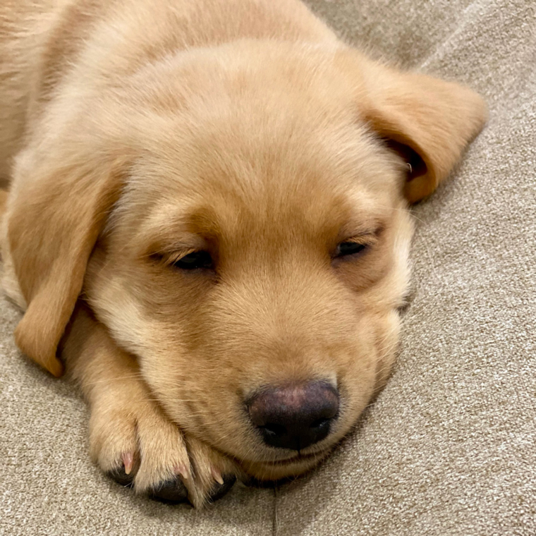 Welcome home, Winston!