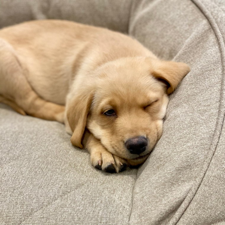 Welcome home, Winston!