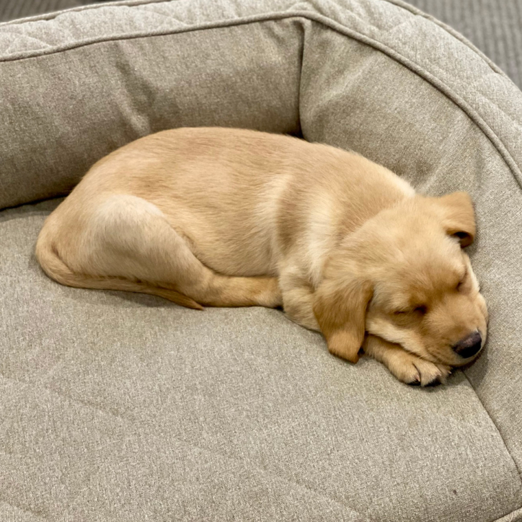 Welcome home, Winston!