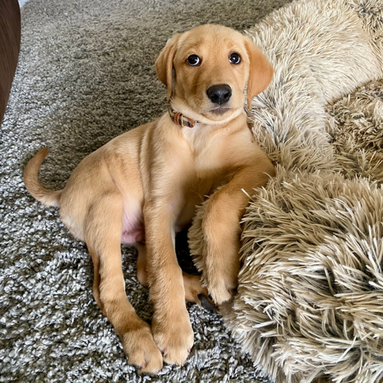 Winston 10 Weeks