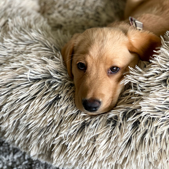 Winston 10 Weeks