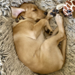 Best Friends by Sheri Donut Bed - Winston as a puppy loved it