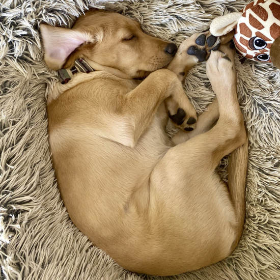 Best Friends by Sheri Donut Bed - Winston as a puppy loved it
