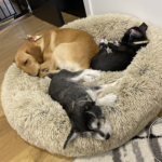 Best Friends by Sheri Donut Bed - Winston with foster pups Ozzie and Bamba
