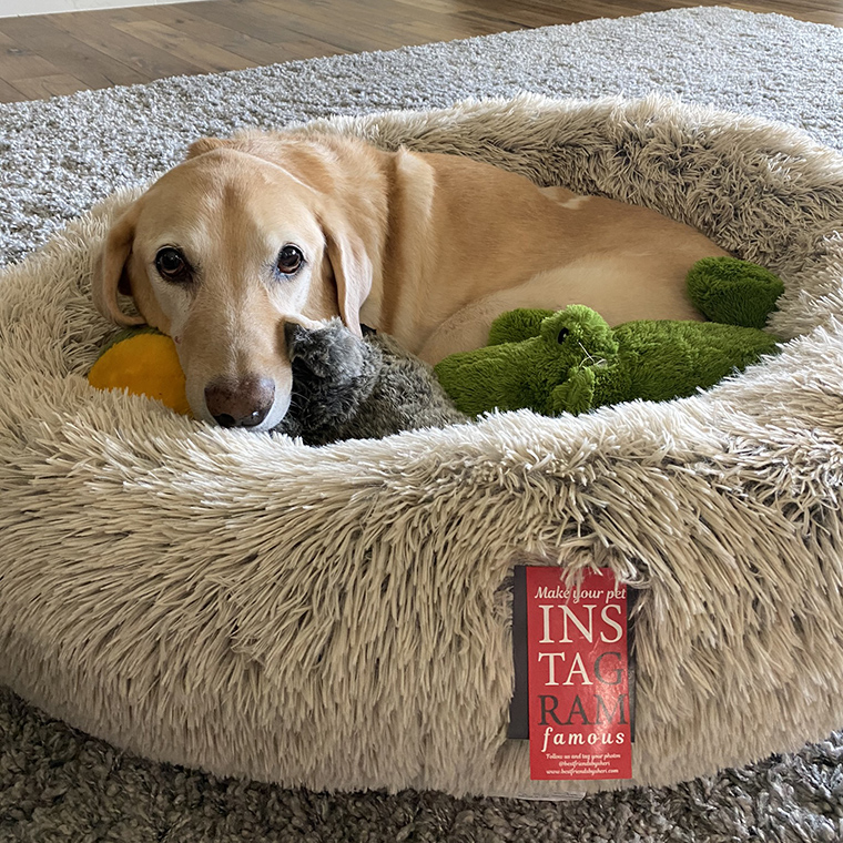 Best Friends by Sheri Donut Bed - Mellan who loathed it