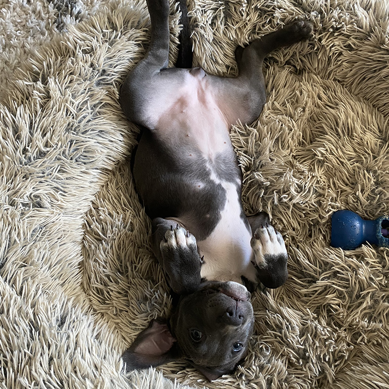 Best Friends by Sheri Donut Bed - foster pup Lana who loved it