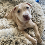 Best Friends by Sheri Donut Bed - foster pup Jeremiah who loved it