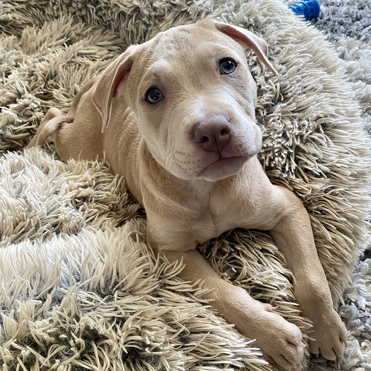 Best Friends by Sheri Donut Bed - foster pup Jeremiah who loved it