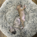 Best Friends by Sheri Donut Bed - foster pups Mally & Philly who loved it