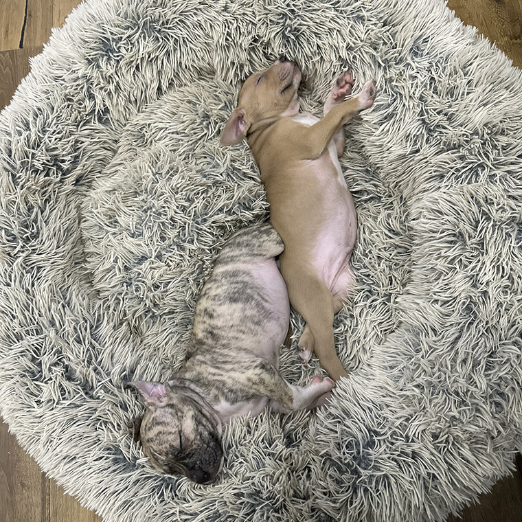 Best Friends by Sheri Donut Bed - foster pups Mally & Philly who loved it