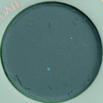 ColourPop Picnic Date Pressed Powder Shadow