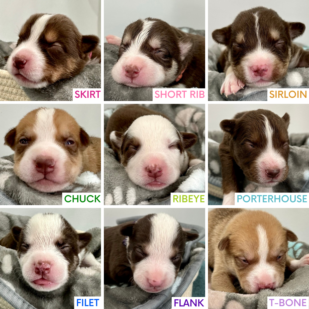 2-weeks-old