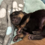 Lotus from the Yoga Poses Litter - Fostering for Almost There Rescue