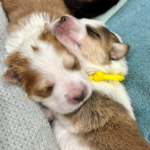 Warrior (left) and Cobra (right, yellow collar) from the Yoga Poses Litter - Fostering for Almost There Rescue