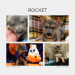 Lessons Learned About Myself while Fostering and Volunteering at 100%
