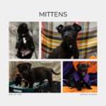 Lessons Learned About Myself while Fostering and Volunteering at 100%