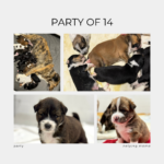 Lessons Learned About Myself while Fostering and Volunteering at 100%