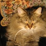 Gail Avatar