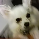 Sophie Avatar