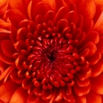 Profile picture of van
