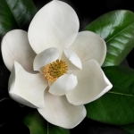 Sugar_Magnolia Avatar